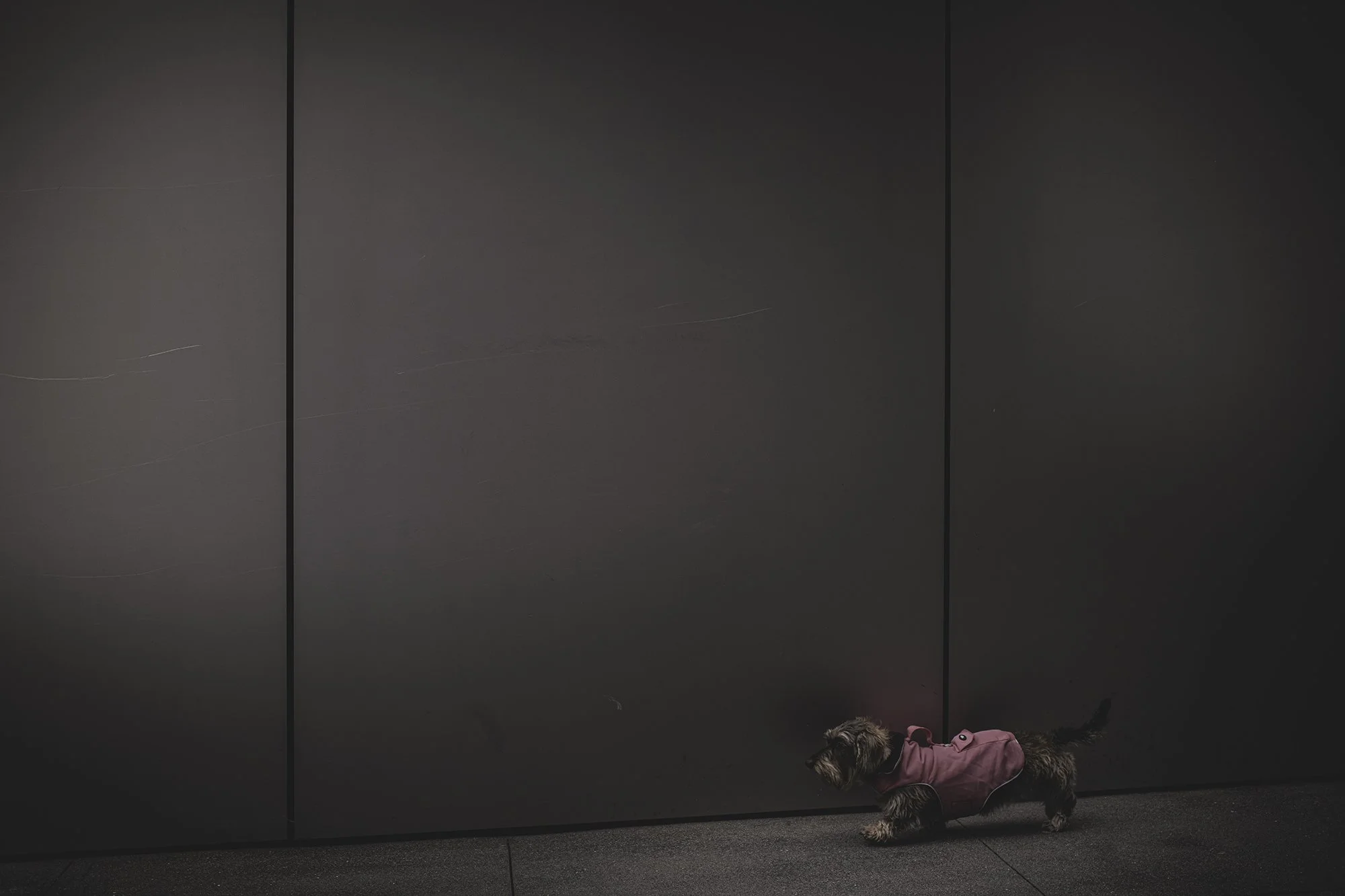 Doggy Apple Wall L1001824-Edit.jpg