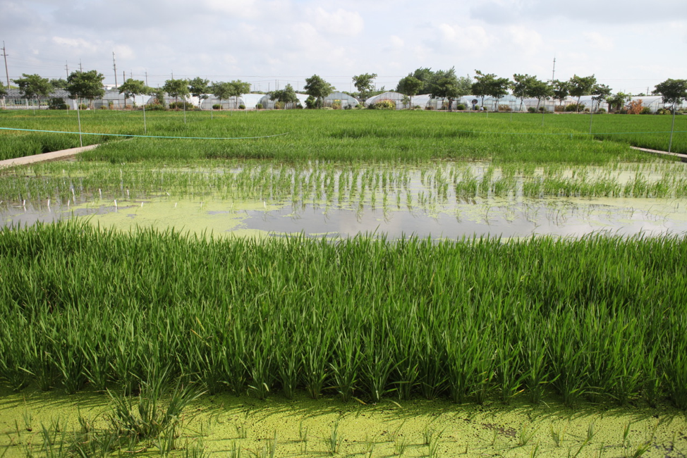 Image: On the lab’s farm outside Shanghai, the different tests can be scaled up to field experiments.