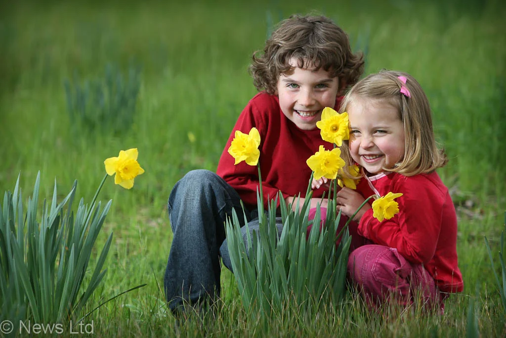 DAFFODILS-183701.jpg