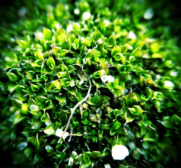 Transient