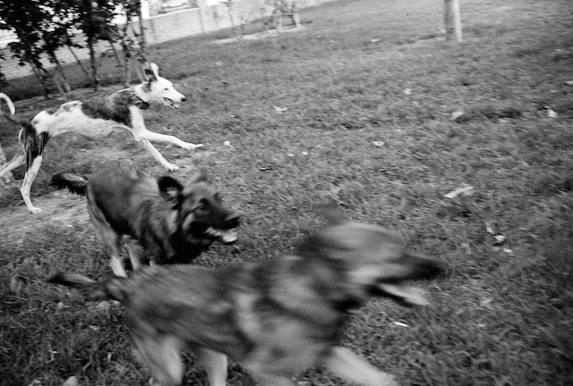 Perros en el parque, a 1km de casa...© Daniel Belenguer