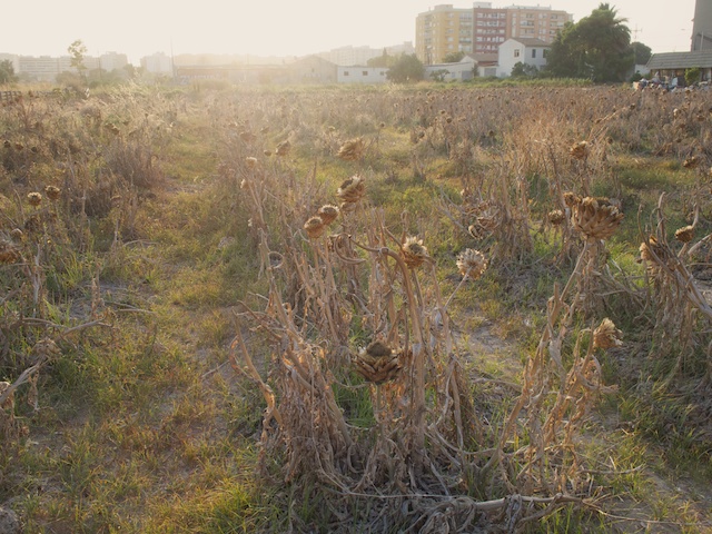 Artichokes field in Valencia city. © Daniel Belenguer