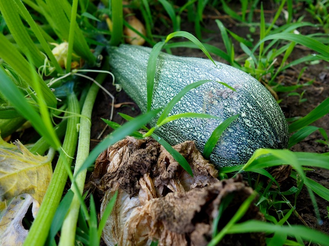 Calabacin, variedad temprana de Argelia, superproductiva, harto estoy de comer calabacín. © Daniel Belenguer