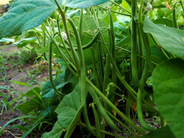 Judías de mata baja, más fácil de cultivar imposible. © Daniel Belenguer