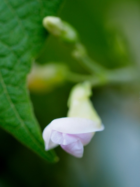 Flor de judía, ¿podemos hacer nosotros algo tan delicado? © Daniel Belenguer