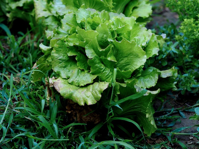 Lechuga maravilla de verano, tamaño gigante. © Daniel Belenguer