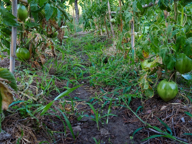Interior de la cabaña de los tomates valencianos, la naturaleza tiene su propio orden aunque no lo entendamos. © Daniel Belenguer