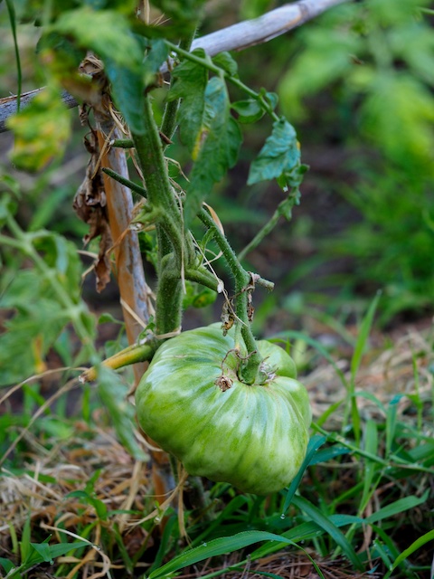 Tomate variedad de la Rosa, del tamaño de mi mano. © Daniel Belenguer