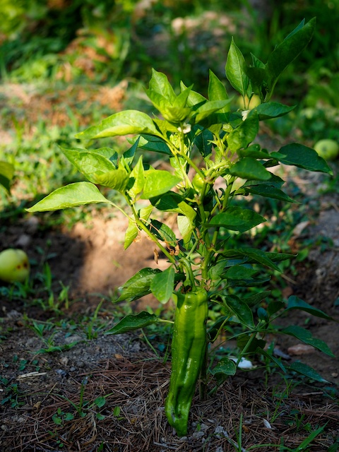 Pimiento italiano, ideal para freír. © Daniel Belenguer