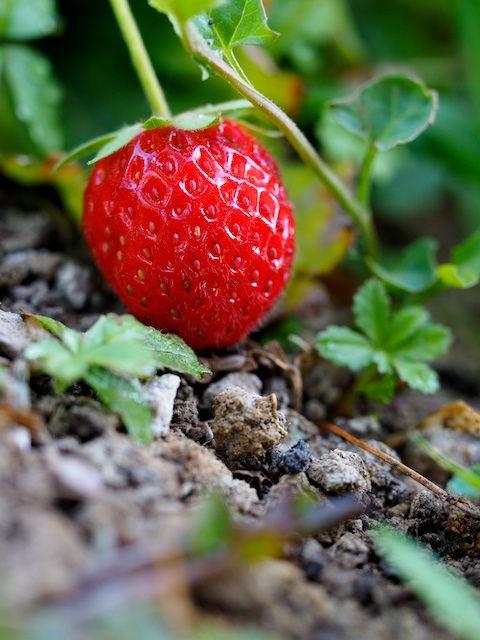 Las fresas son una golosina para los nanos cuando vienen al huerto, solo he conseguido llevar una vez a casa. © Daniel Belenguer
