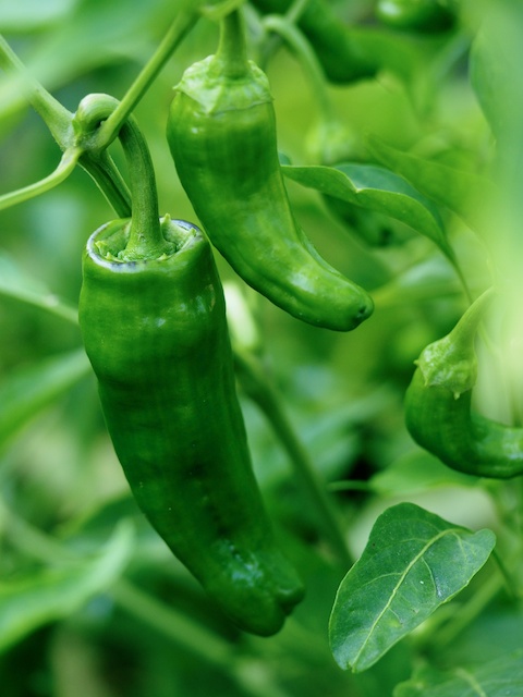 Pimientos de padrón, chiquitos, ideales a la brasa con un poco de sal. © Daniel Belenguer
