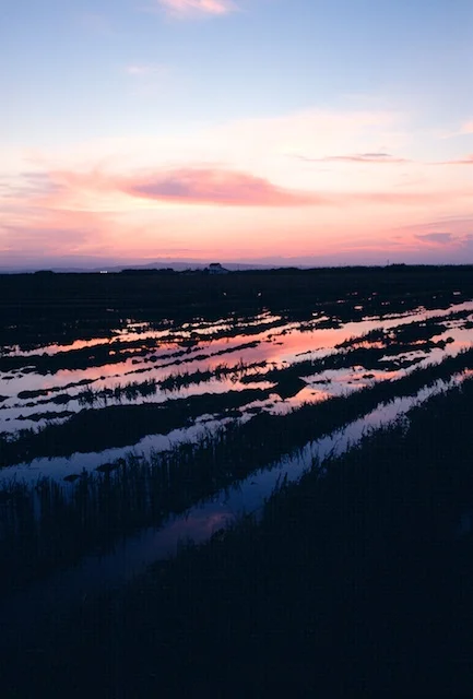 Spain pictures. Rice fields semi-inundated near El Palmar. © daniel belenguer