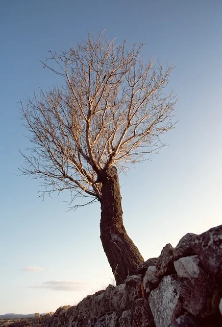 Spain pictures.Almond tree in winter. Fuentelespino de Moya. Cuenca. © daniel belenguer