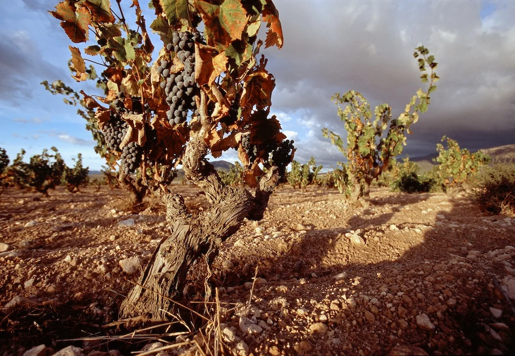 Viñedo en otoño. Salinas. Alicante.