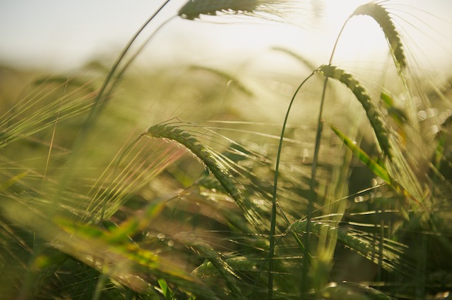  Campo de cereal en Titaguas. © Daniel Belenguer