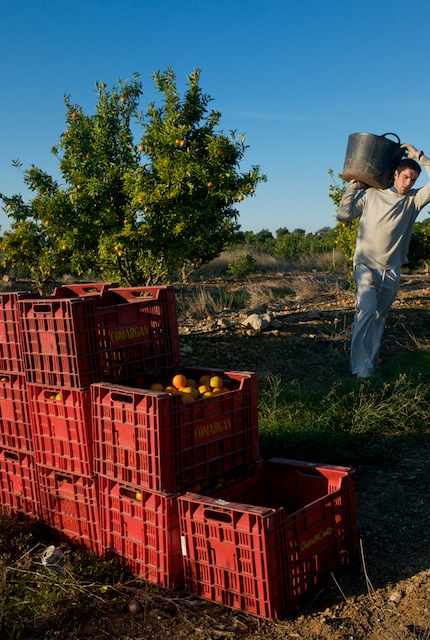  Recolección de mandarinas en un campo de Lliria. © Daniel Belenguer