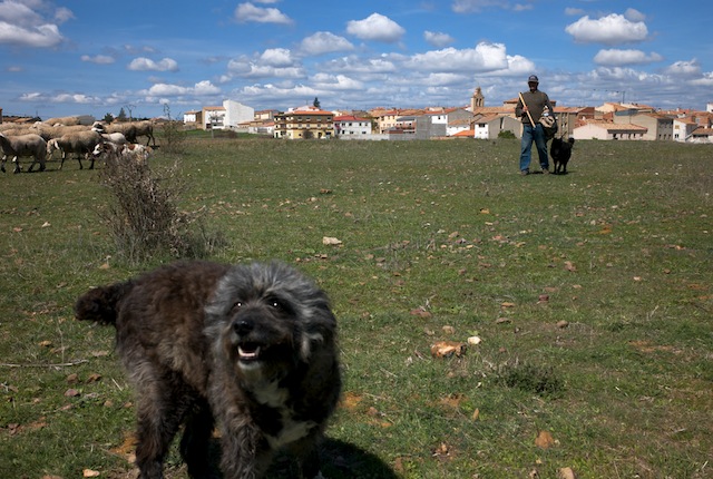 Sheep dog and sheepherd in Talayuelas, Cuenca, Spain.
Talayuelas is a municipality located in the province of Cuenca, Castile-La Mancha, Spain. According to the 2004 census (INE), the municipality has a population of 1,144 inhabitants.