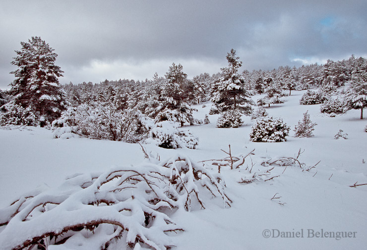  Paisaje nevado en el Rincón de Ademuz © Daniel Belenguer