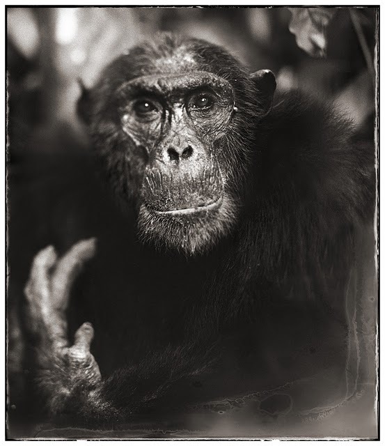 © Nick Brandt