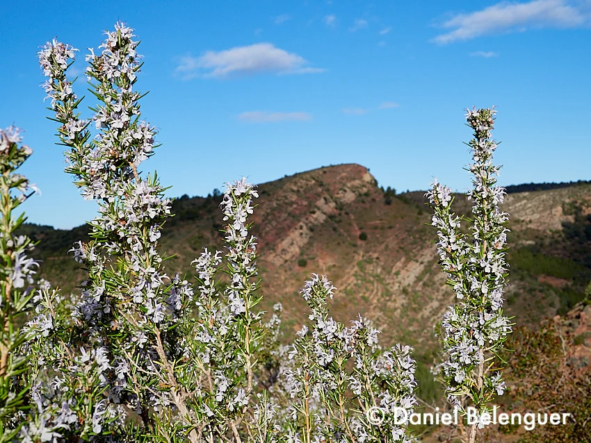 Floración del romero cerca de la Masía Reduela.