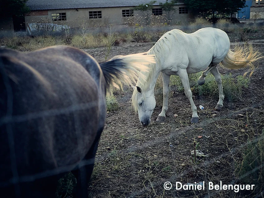 Caballos, Villalpando, Zamora.