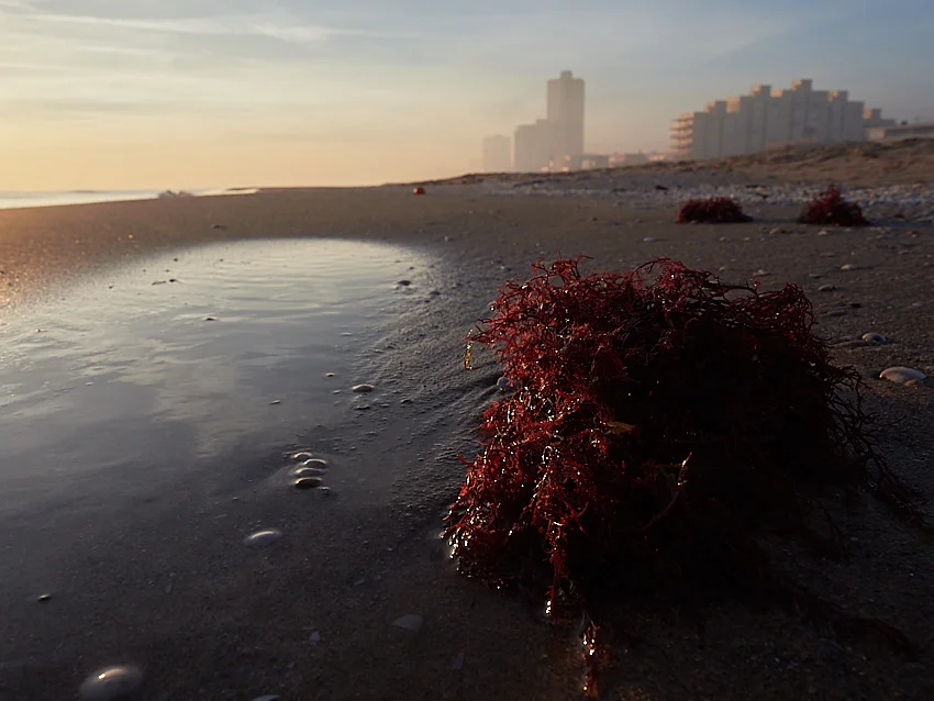 © Daniel Belenguer, algas en la playa del Perellonet.