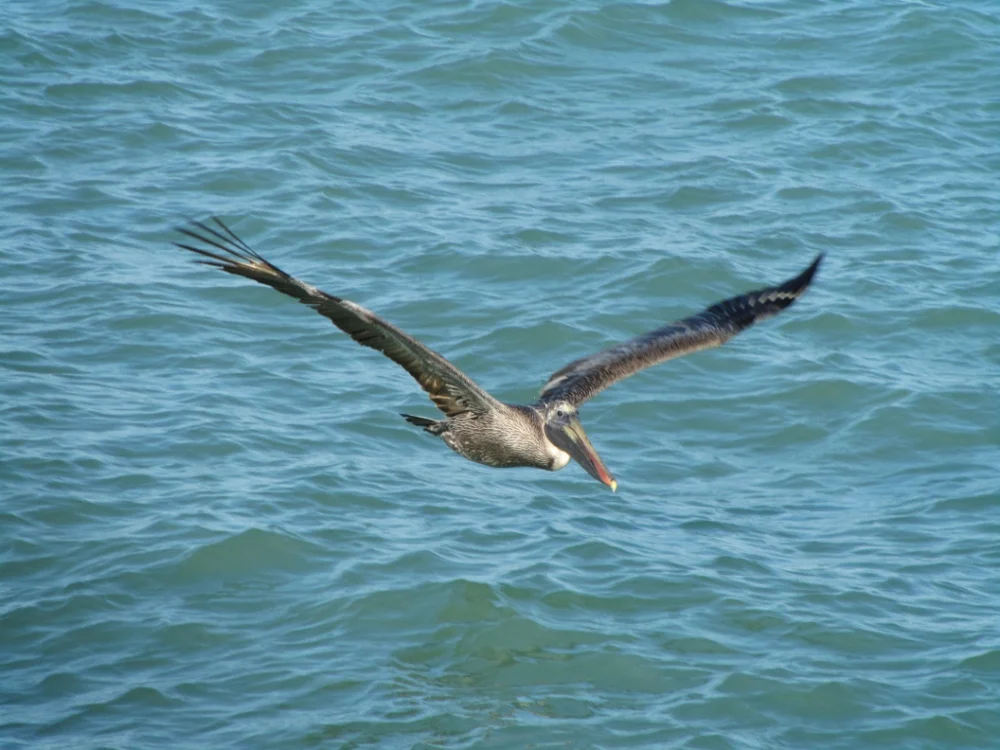 Florida 2011-104 (1000x750).jpg