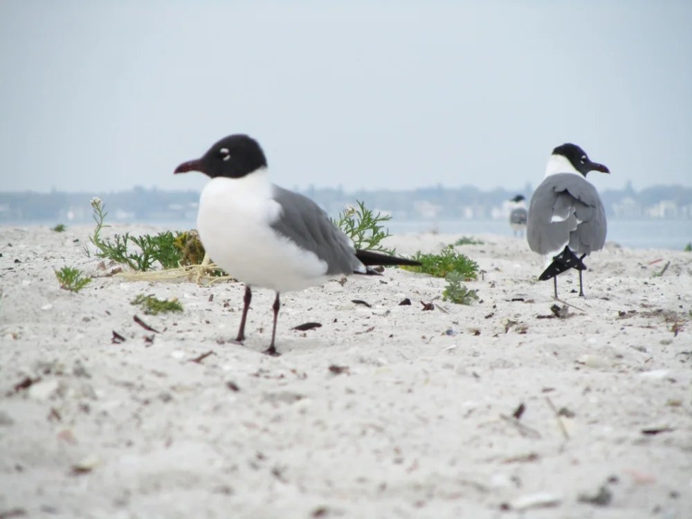 Florida 2011-090 (1000x750).jpg