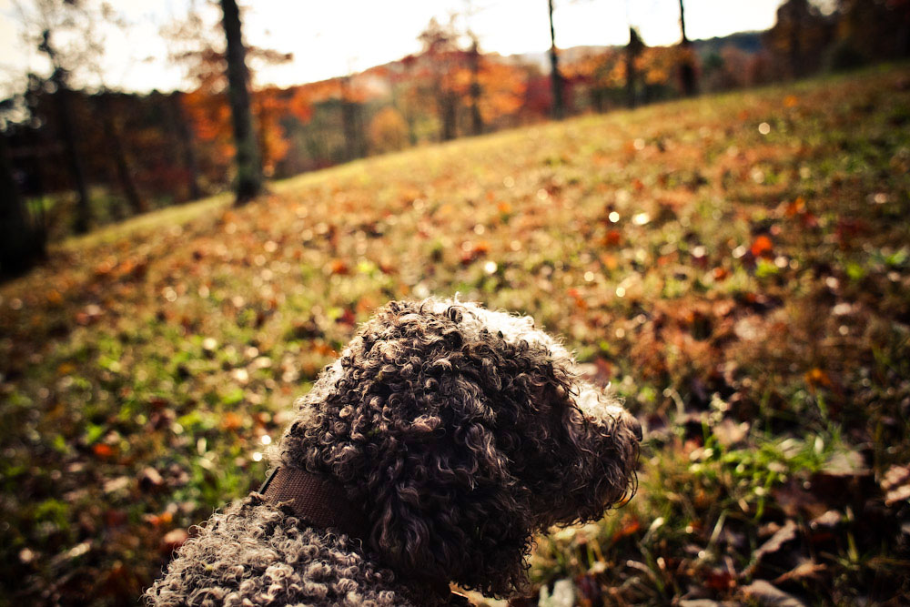 Foraging0385.jpg