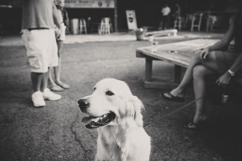 The Bearden Beer Market is super pet friendly. Though I've not seen many cats lurking around.