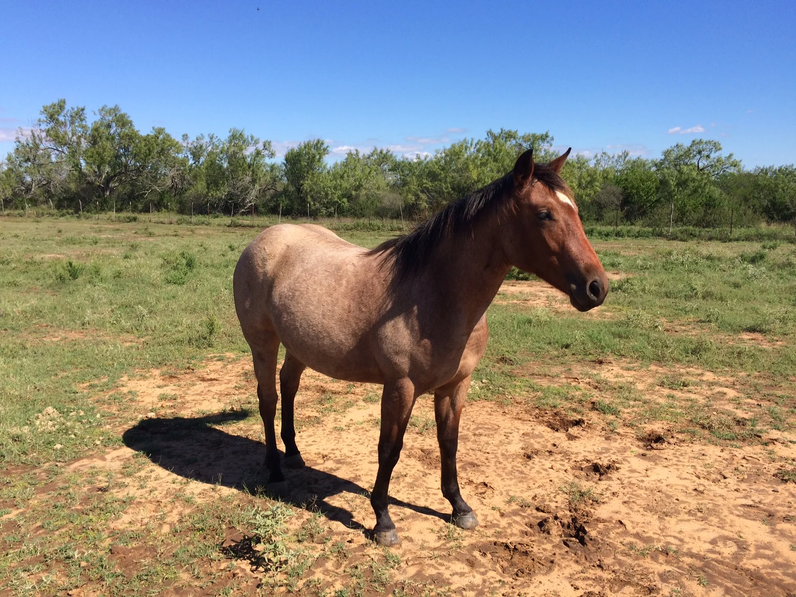 smart-chic-olena-filly-3.jpg