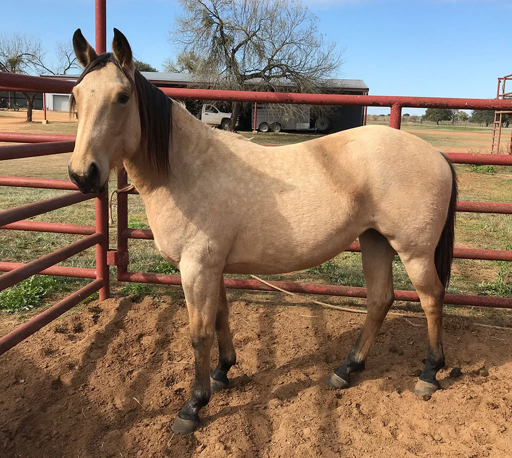 buckskin.jpg