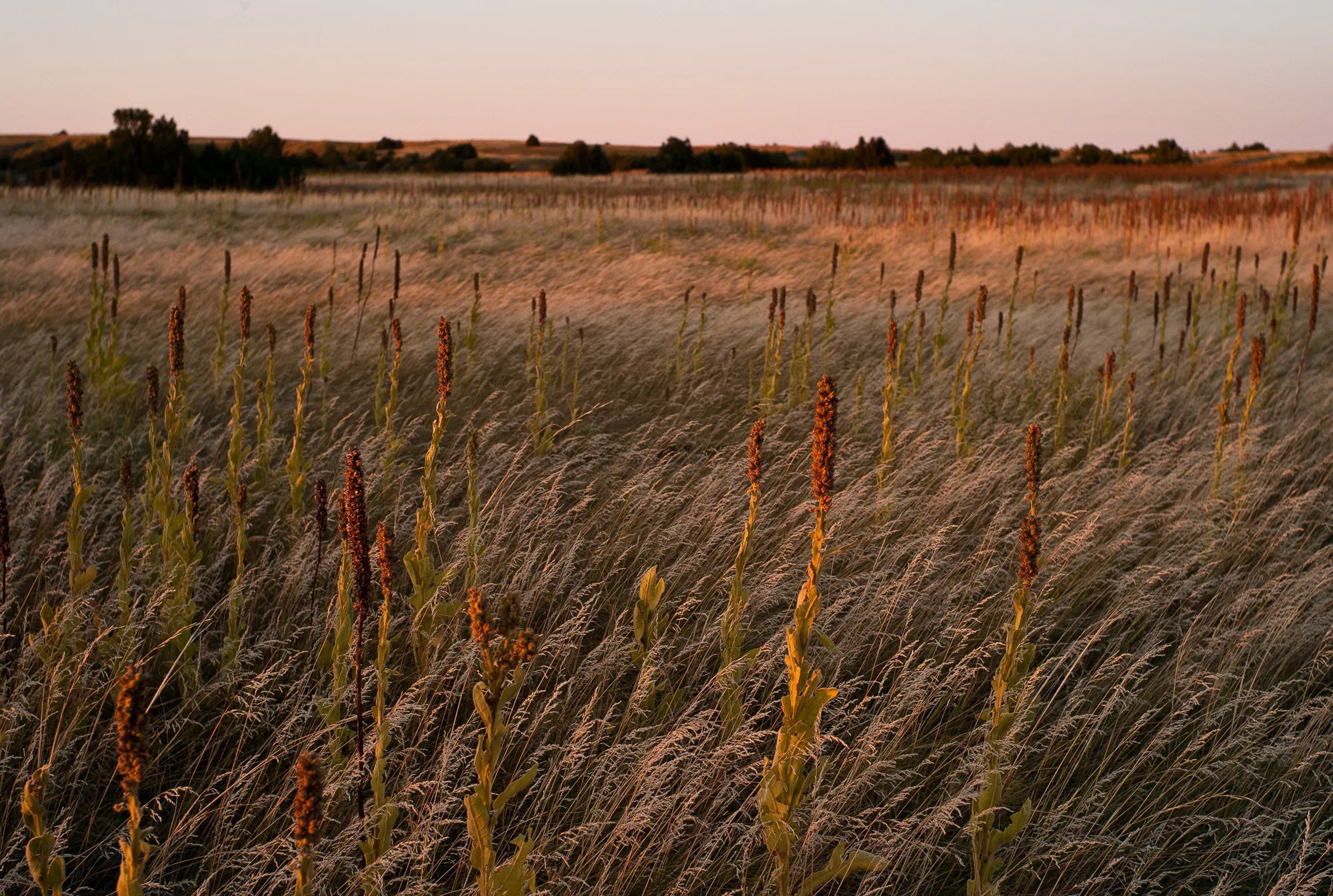 L1004071.jpg