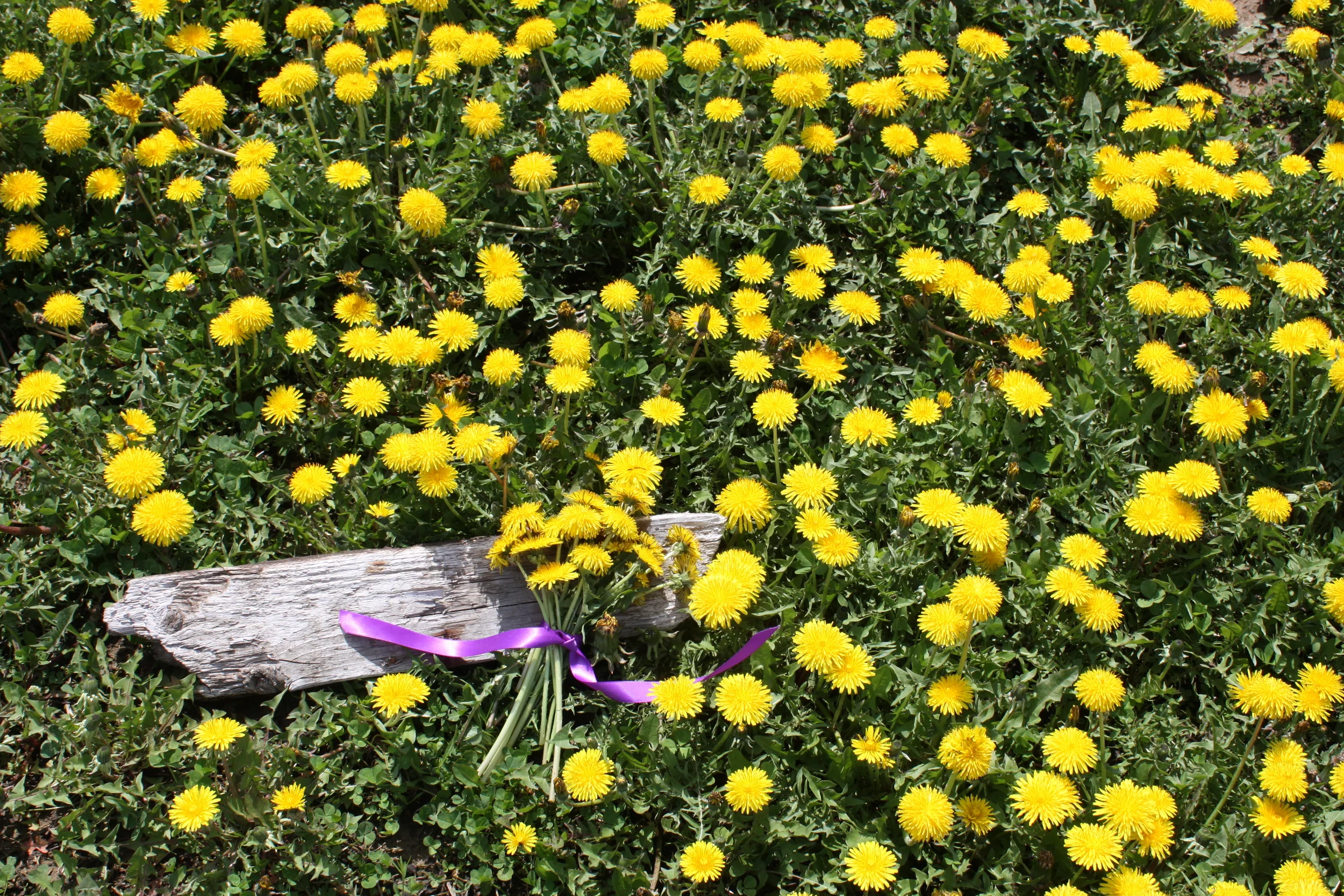 dandelions 2.jpeg