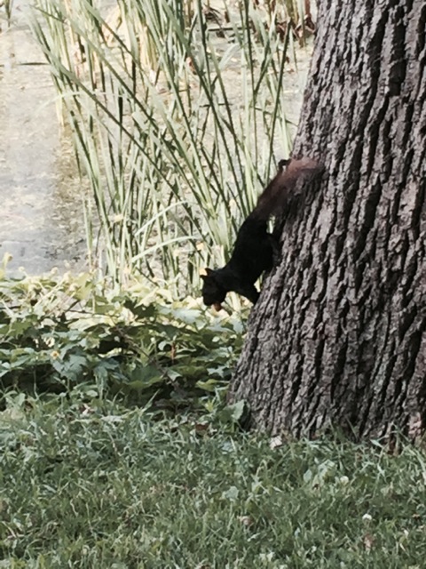 A black squirrel? New to me. Sterling didn't care what color they were – she found it fun to chase any color!
