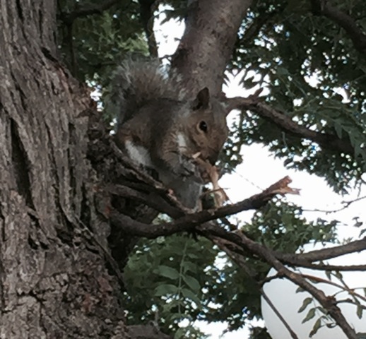 Nutty squirrel, busy at work. My grandmother, Tinie, used to tell the story of Nutty squirrel, preparing for a long winter...