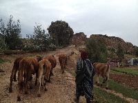 ... end of the grazing day ... headed home ...