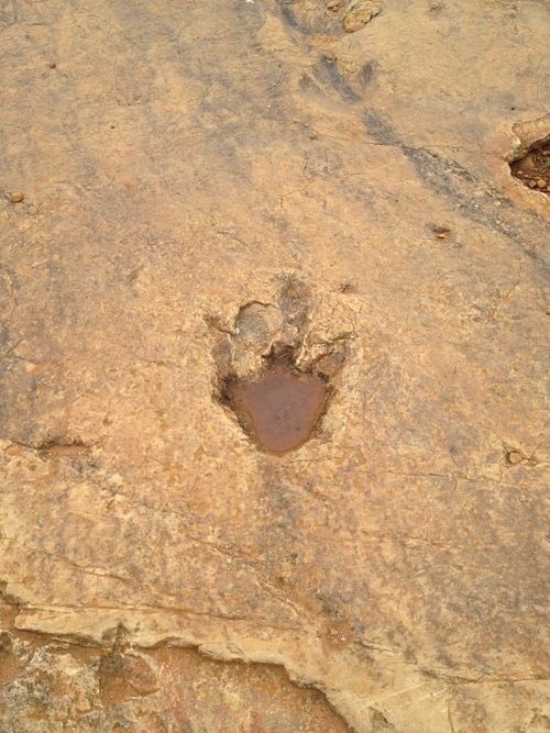 ..... dinosaur footprint ....