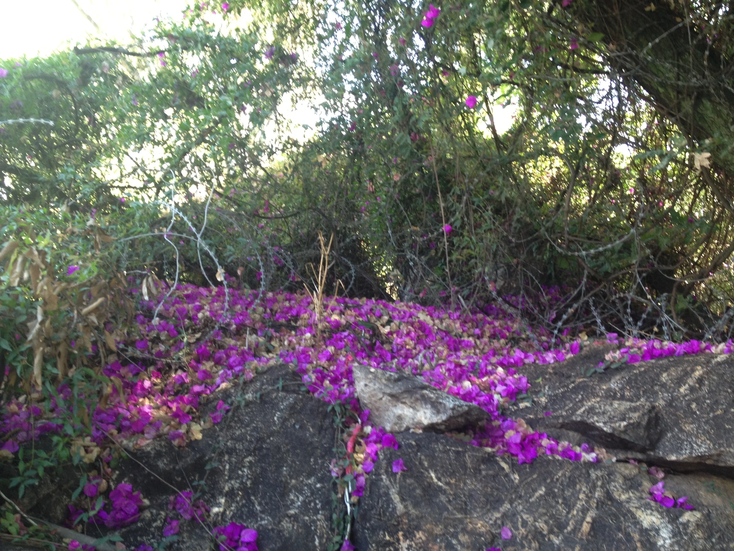 flower petals.jpg