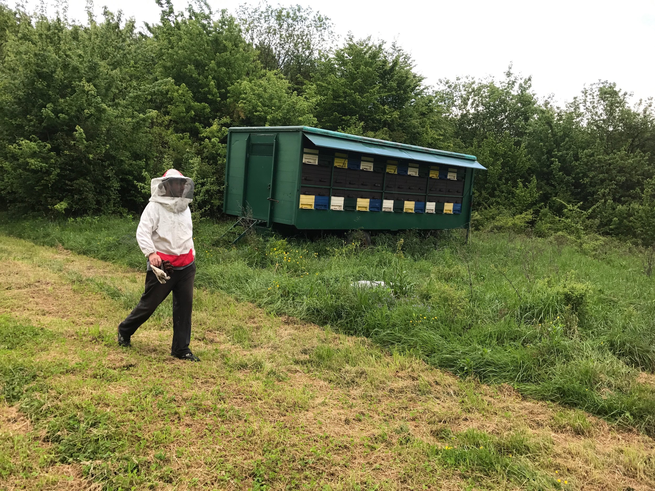 Zlatko, the bee keeper