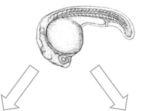 research figure.jpg