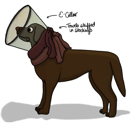 Dogs Who Rip Out Their Stitches Amanda Farquharson