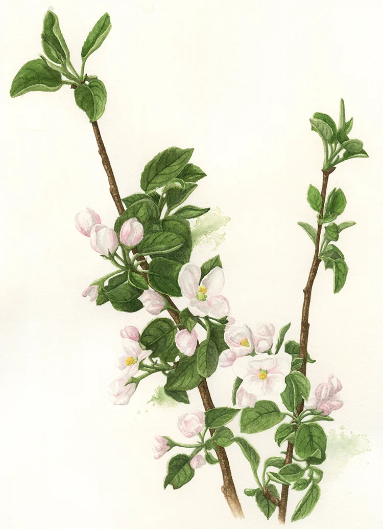 Apple Blossom Botanical Watercolour Amanda Farquharson Apple Blossom Botanical Watercolour Amanda Farquharson