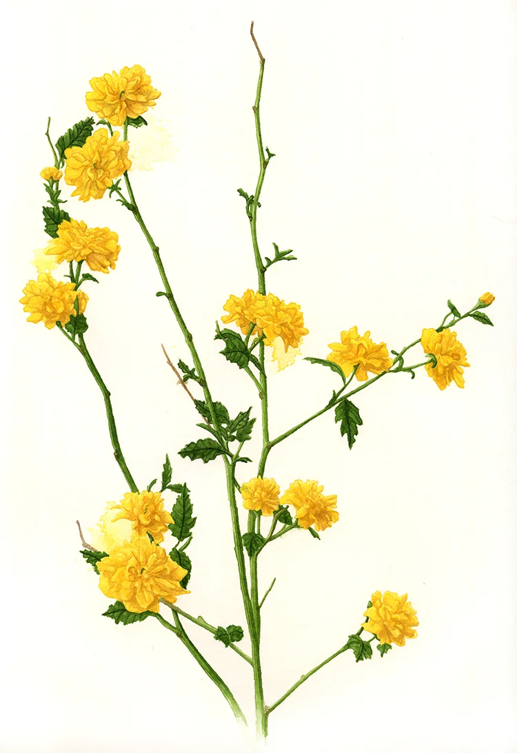 K. japonica 'Pleniflora'... a.k.a. "Happy Flower Shrub".