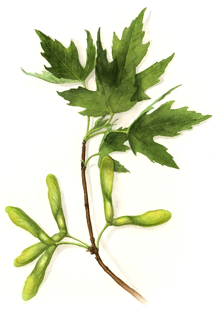Amanda Farquharson Sugar Maple Botanical Watercolour.jpg