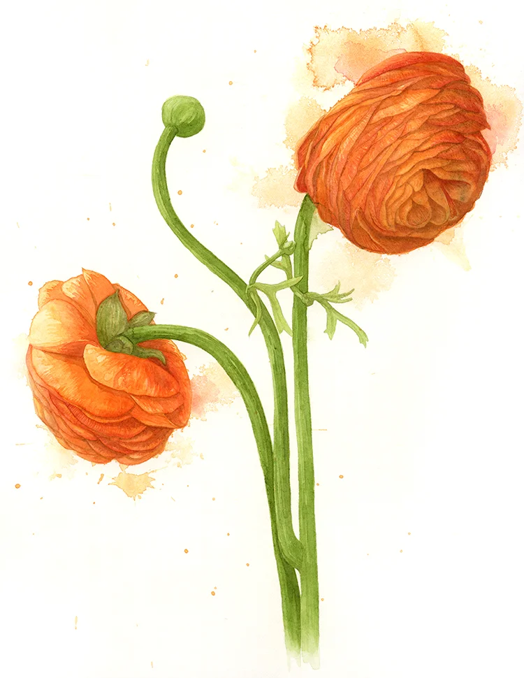 Ranunculus watercolour.jpg