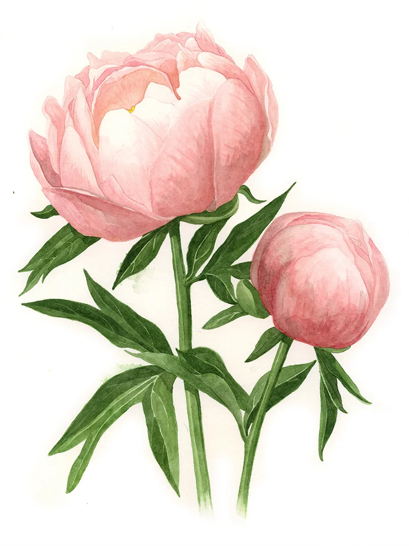 Abalone-Pearl-Peony.jpg