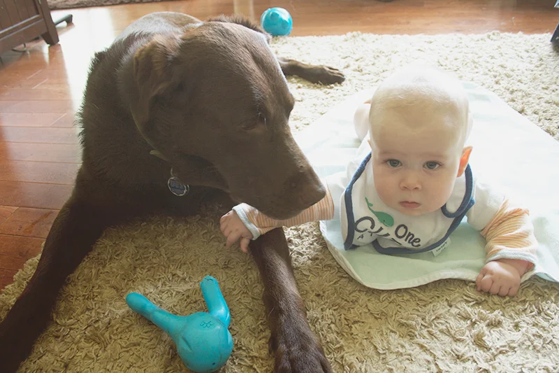 The only problem is that they both love chew toys. A lot. 