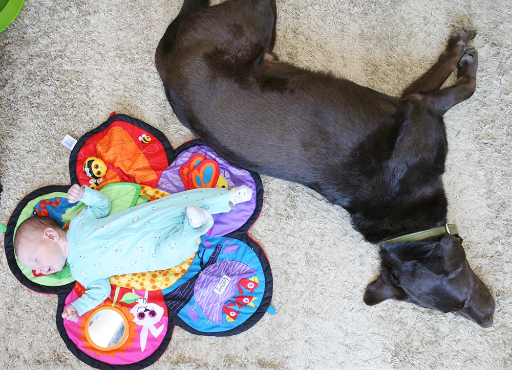 Molly and Finnegan hanging out on the floor.
