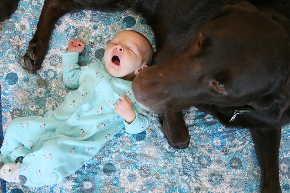 Molly and Finnegan on a quilt from the girls at Needlework! 